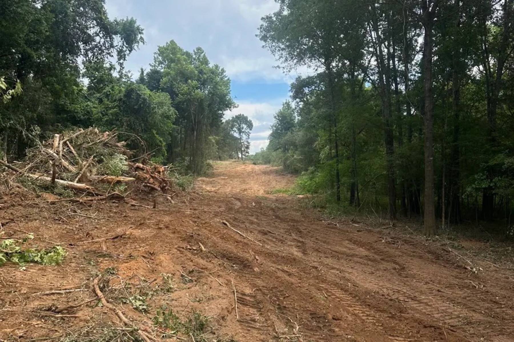 Cleared dirt path through wooded land with brush piles along the sides